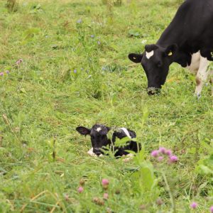 Baby Cow and Mother