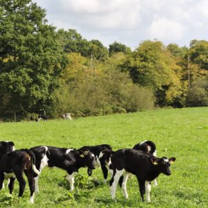 Free Range Cows at Cockhaise Organic Dairy Farm, Sussex