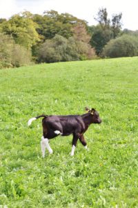 Free Range Cows at Cockhaise Farm