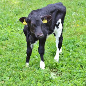 Organic Dairy Cow